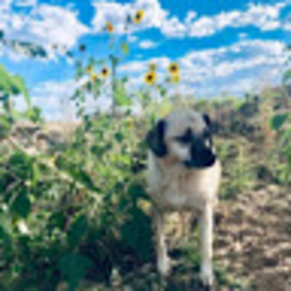 Meet your Posher, Katie - Picture 1 of 1